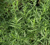 French Tarragon Picture