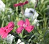 Newport Pink Dianthus