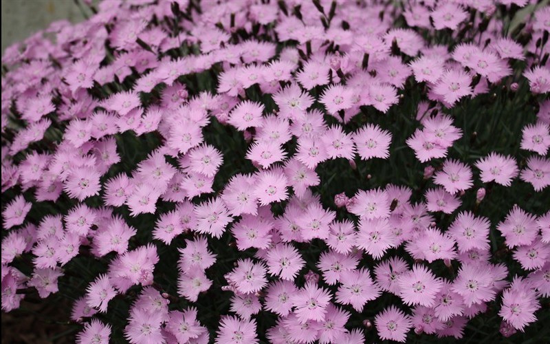 Baths Pink Dianthus Picture