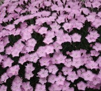 Bath's Pink Dianthus Picture