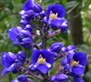 Blue Ginger
