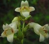 Straw Foxglove