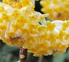 Edgeworthia