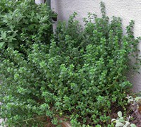 English Thyme  Picture