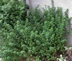 English Thyme 