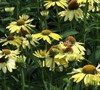 Sunrise Coneflower