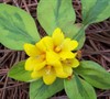 Walkabout Sunset Lysimachia
