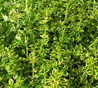Variegated Lemon Thyme Picture