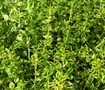 most fragrant herbs