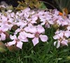 Oliviana Soapwort
