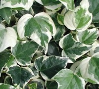 Variegated Algerian Ivy Picture
