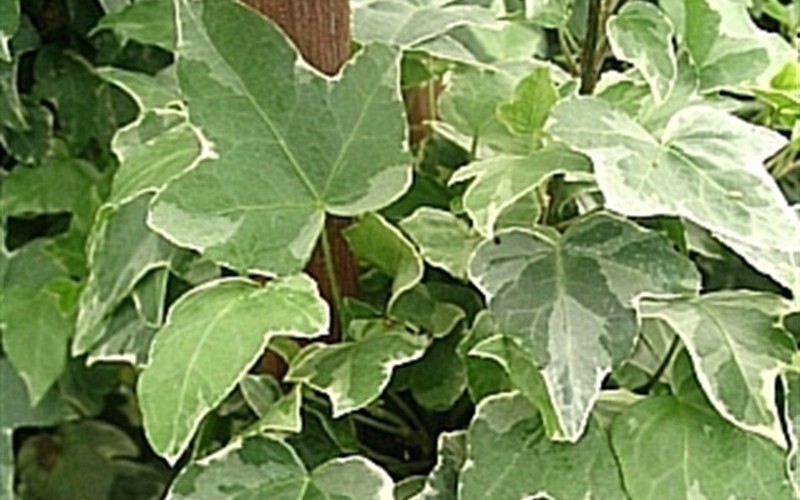 Glacier Ivy Picture