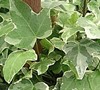 Glacier Ivy