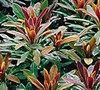 Efanthia Euphorbia