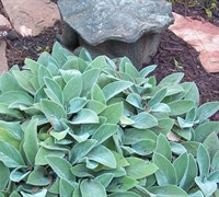 Helen Von Stein Lamb's Ear Picture