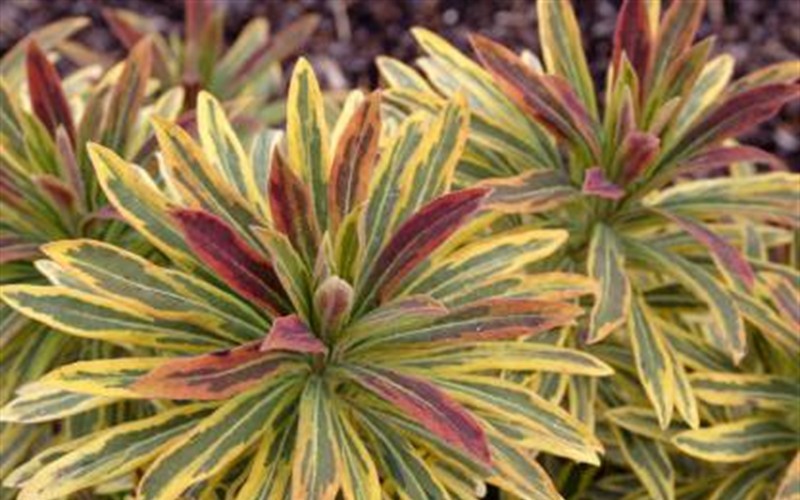 Ascot Rainbow Euphorbia Picture