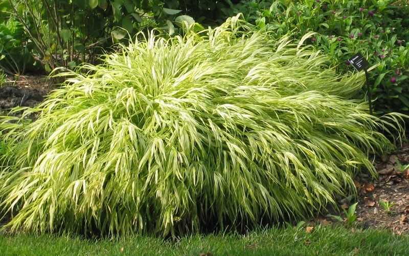 Gold-Striped Hakone Grass Picture