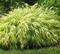 Gold-Striped Hakone Grass Picture