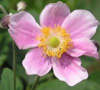 September Charm Windflower Picture