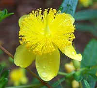 Creels Gold Hypericum Picture