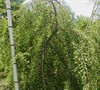 Cascade Falls Weeping Bald Cypress