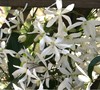Armandi Evergreen Clematis
