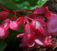 Red Dragon Wing Begonia Picture