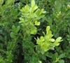 Green Beauty Boxwood
