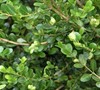Winter Beauty Boxwood