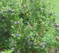 Bluecrop Blueberry Picture