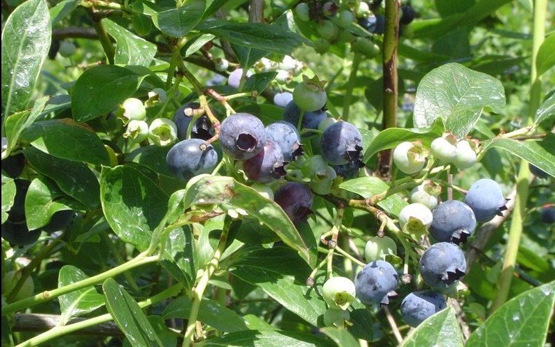 Jersey Blueberry Picture