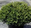 Jims True Spreader Boxwood
