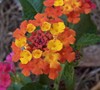 Confetti Lantana