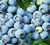 Powder Blue Blueberry