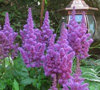Amethyst Astilbe Picture