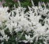 Deutchland Astilbe