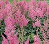 Vision In Pink Astlibe