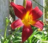 Ming Toy Daylily