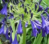 Lily Of The Valley Elaine