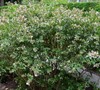 Grandiflora Abelia