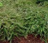 Sherwoodii Abelia