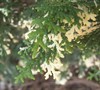 Snowkist False Hinoki Cypress Picture