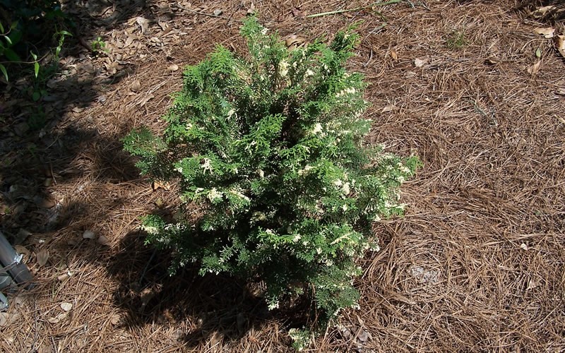 Snowkist False Hinoki Cypress Picture