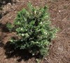 Snowkist False Hinoki Cypress Picture