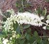 Hummingbird Clethra