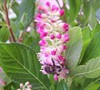 Ruby Spice Clethra