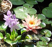 Peaches And Cream Hardy Water Lily Picture