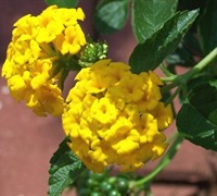 New Gold Lantana Picture