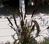 Purple Majesty Millet Grass
