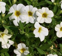 Noa White Million Bells Picture